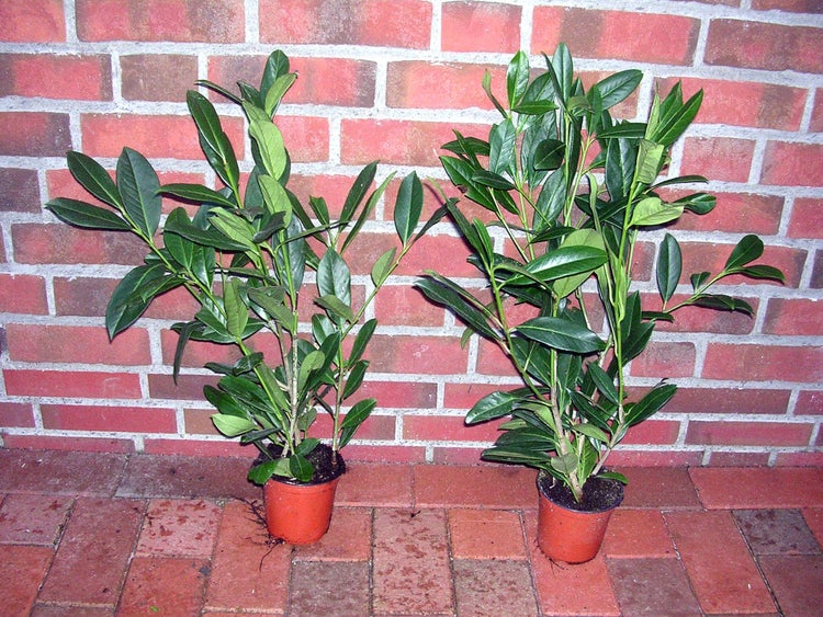 20 Pflanzen - Prunus laurocerasus Caucasica, Kirschlorbeer Pflanzen, Höhe: 30-40 cm