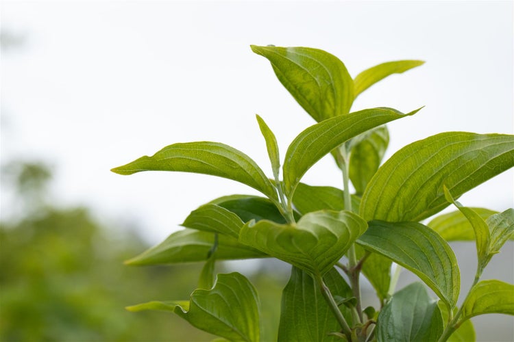 Cornus mas 'Jolico', Kornelkirsche, gelbe Blüten, 60–80 cm