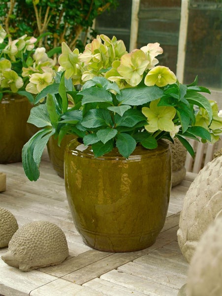 Gefäß mit Christrosen auf einem Holztisch mit Dekoration