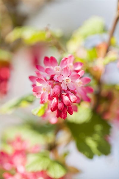 Ribes sanguineum 'King Edward VII', Blutjohannisbeere, rot, 60–100 cm