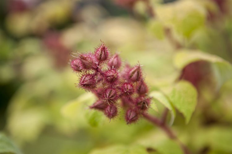 Rubus phoenicolasius, Japanische Weinbeere, 30–40 cm