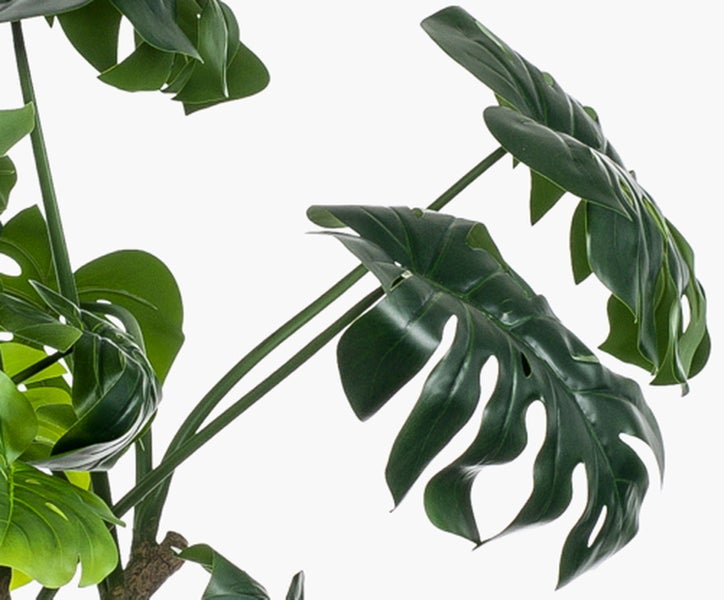 Monstera-Pflanze mit großen grünen, geschlitzten Blättern und dünnen Stielen.