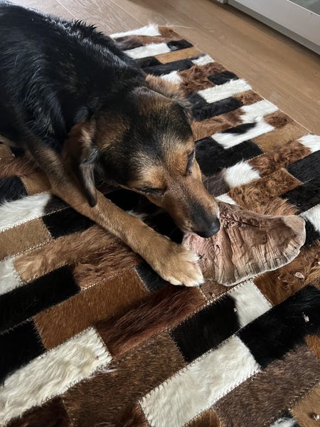Hund liegt auf einem Patchwork-Teppich aus Tierfellstücken und kaut auf einer Holzwurzel.