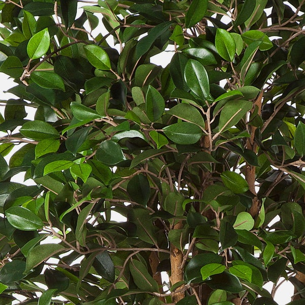 Nahaufnahme einer Kunstpflanze Ficus Benjamina mit dichten grünen Blättern und braunen Zweigen.
