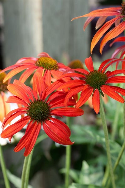 Echinacea purpurea 'Tomato Soup', Sonnenhut, rot, ca. 11x11 cm Topf