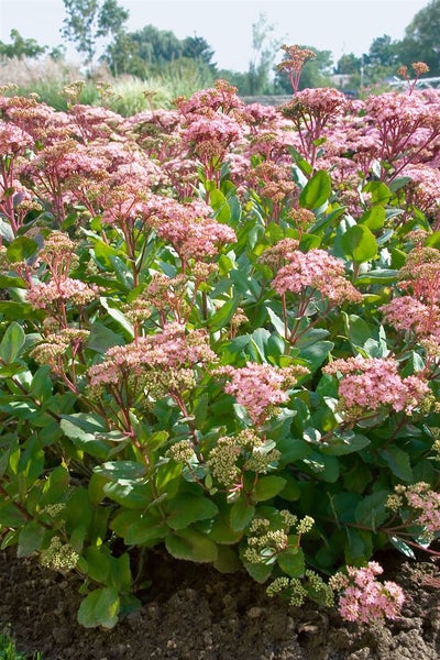 Sedum telephium 'Joyce Henderson', Fetthenne, ca. 9x9 cm Topf