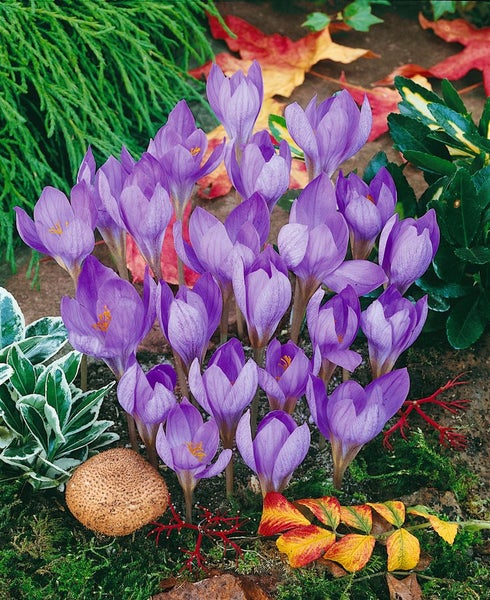 Crocus speciosus, Herbst-Krokus, violett, ca. 9x9 cm Topf