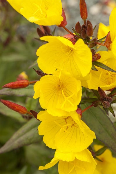Oenothera biennis, Nachtkerze, gelb, ca. 9x9 cm Topf