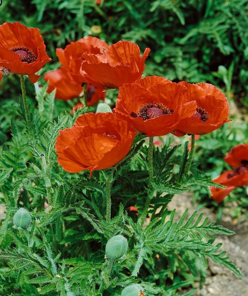 Papaver orientale 'Nana Allegro', Türkischer Mohn, rot, ca. 11x11 cm Topf