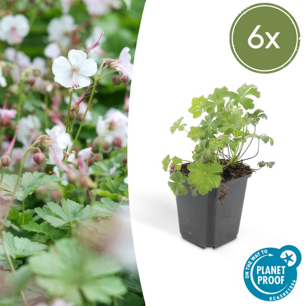 Storchschnabel Geranium cantabrigiense im Sechserpack als Topfpflanze und blühend im Garten mit On the way to PlanetProof Zertifikat.