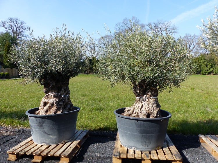 uriger, alter Olivenbaum, knorrige Olive 100 Jahre, winterhart