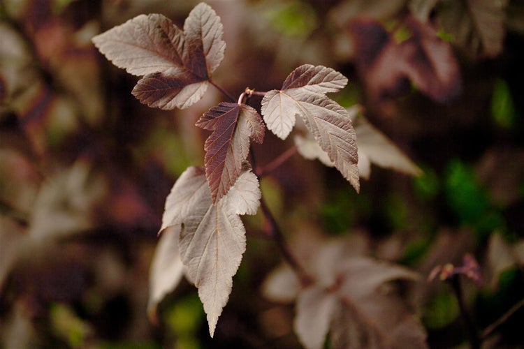 Physocarpus opulifolius 'Red Baron', Blasenspiere, rotlaubig, 60–80 cm