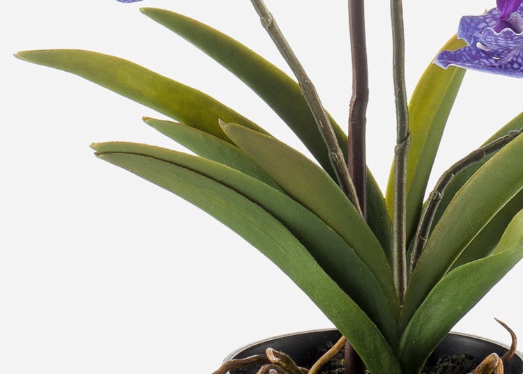 Orchidee mit grünen Blättern, Stielen und Stützstab im schwarzen Topf.