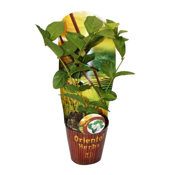 Jasminpflanze Melati mit grünen Blättern in einem Topf mit der Aufschrift Oriental Herbs und einem hohen Pflanzenetikett.