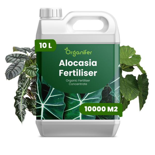 Organifer Alocasia Dünger, organisches Flüssigdünger-Konzentrat, 10 Liter Kanister für 10000 Quadratmeter, Organifer Logo.