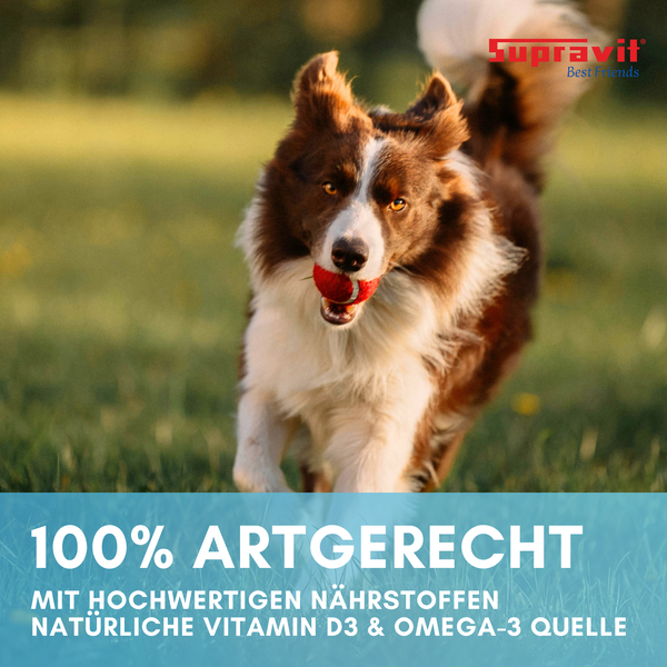 Ein Border Collie läuft mit einem roten Ball im Maul; Supravit Logo