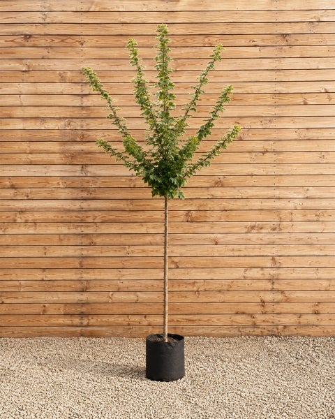 Ein hochstämmiger Zierbaum in einem schwarzen Pflanzgefäß vor einer Holzfassade.