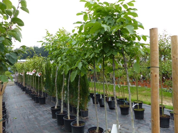 echter Walnussbaum Juglans regia 180 cm Obstbaum winterhart kräftiger Stamm Nussbaum