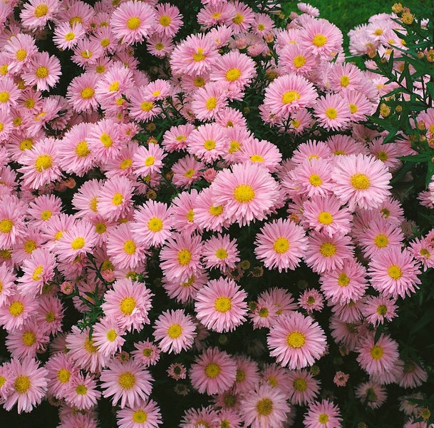 Aster novi-belgii 'Patricia Ballard', Herbstaster, rosa, ca. 9x9 cm Topf