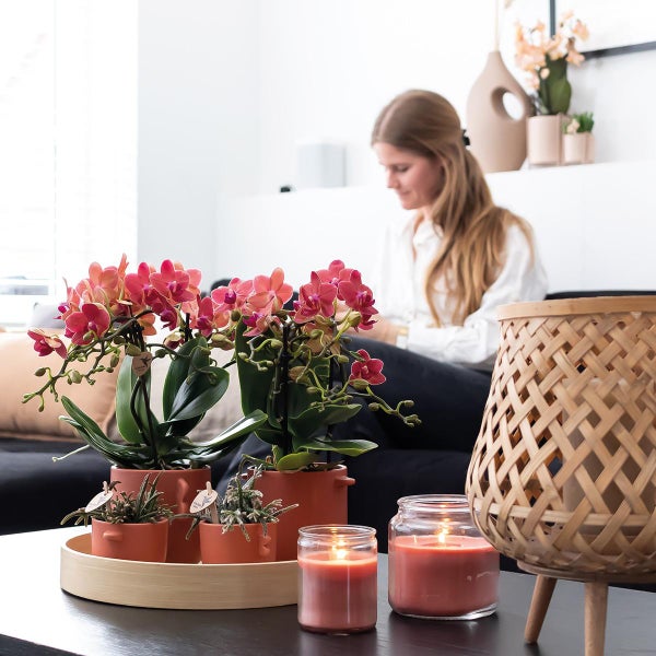 Kolibri Orchideen COMBI DEAL von 2 roten Phalaenopsis Orchideen Kongo Topfgröße 9cm frisch vom Züchter