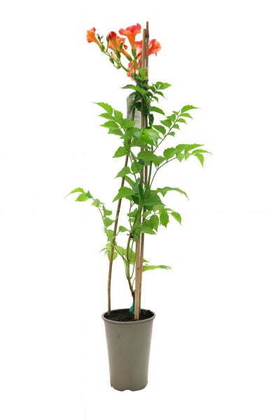Klettertrompete Campsis radicans mit orangefarbenen Blüten im grauen Topf mit Bambus-Rankhilfe.