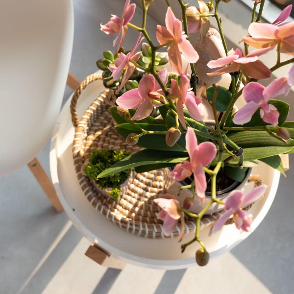 Kolibri Orchids Altrosa Phalaenopsis Orchidee Jewel Treviso Topfgröße  12cm blühende Zimmerpflanze frisch vom Züchter