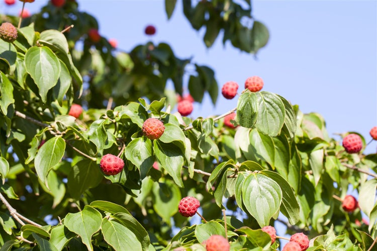 Cornus kousa chinensis 'Kreuzdame', Chinesischer Blumen-Hartriegel, 60–80 cm