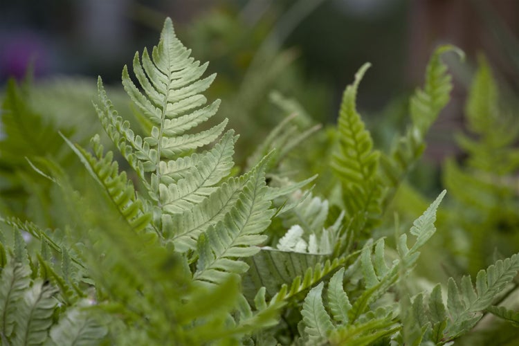 Dryopteris erythrosora, Herbstfarn, bronzefarben, ca. 9x9 cm Topf