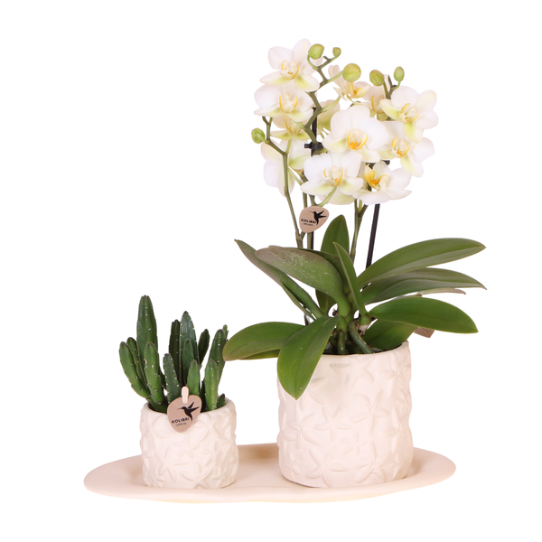 Kolibri Company Set Star Fish small Weiße Phalaenopsis Orchidee Lausanne und Sukkulente inkl. Keramik-Ziertöpfe auf weißem organischen Tablett