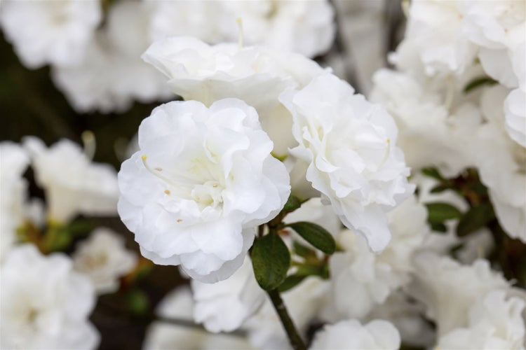 Rhododendron obtusum 'Schneeperle', weiß, 20–25 cm