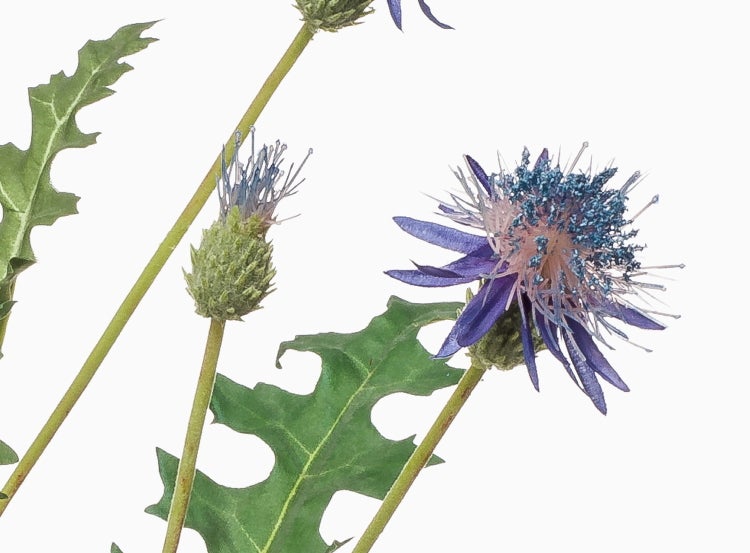 Blaue Berg-Flockenblume mit gezackten grünen Blättern und Blütenknospen.