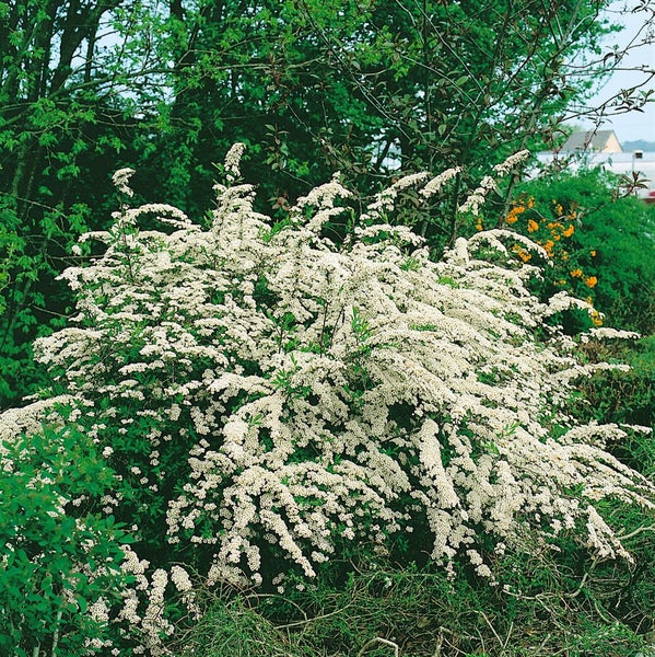 Spiraea arguta, Brautspiere, weiß, 60–80 cm