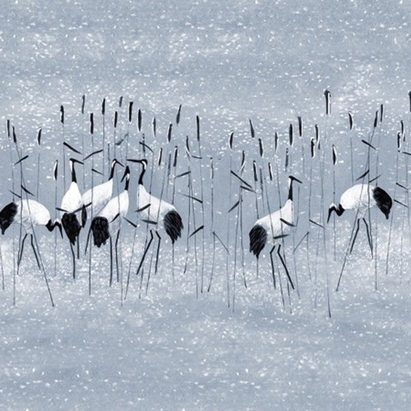 Illustration von Kranichen im Schilf