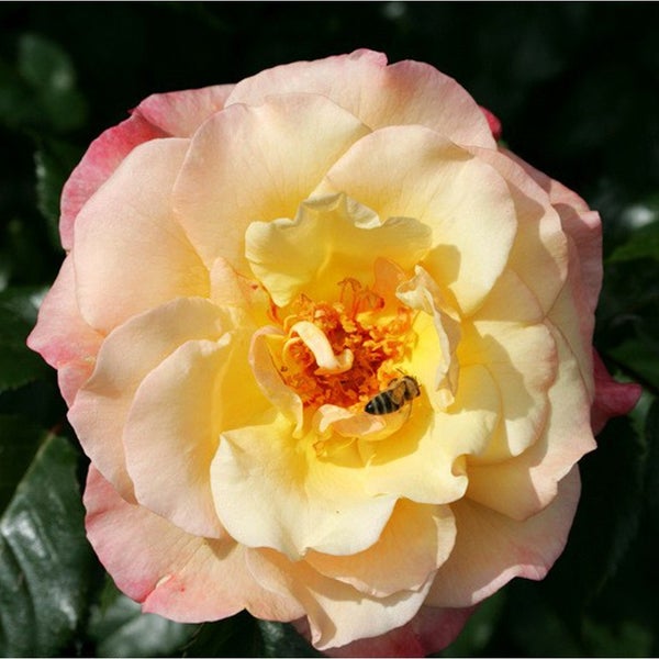 Nahaufnahme einer Rose mit einer Biene