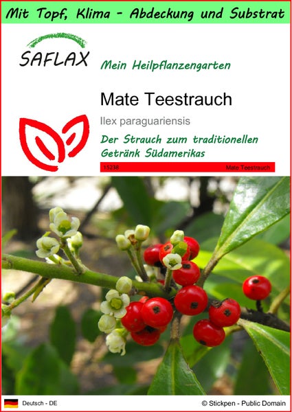 SAFLAX Garden to go - Mate Teestrauch - Ilex paraguariensis - 10 Samen - Mit Topf, Klima - Deckel und Anzuchtsubstrat