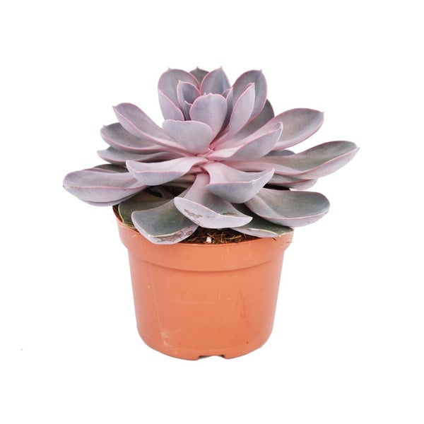 Sukkulente Echeveria mit lilafarbenen Blättern in einem kleinen Pflanztopf.