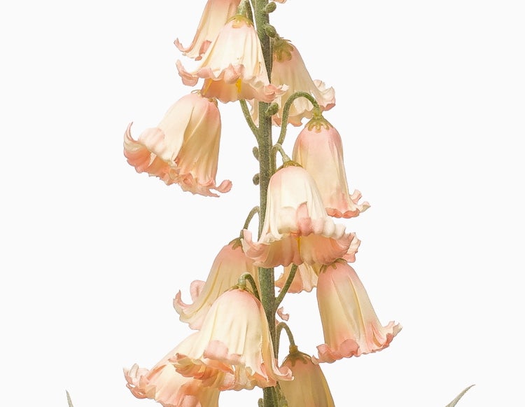 Künstliche Fingerhut-Blüte mit pfirsichfarbenen glockenförmigen Blüten an einem grünen Stängel.