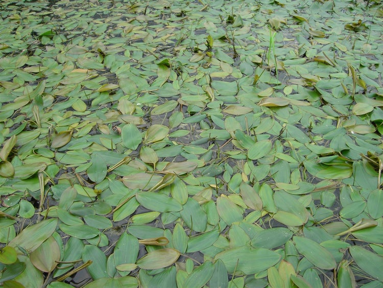 Seerosenblätter bedecken die Wasseroberfläche.