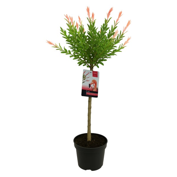 Bloomique - Salix Integra Flamingo - Bunte Weide - Gartenpflanzen - Winterhart - 80-100 cm hoch - Topf 19 cm