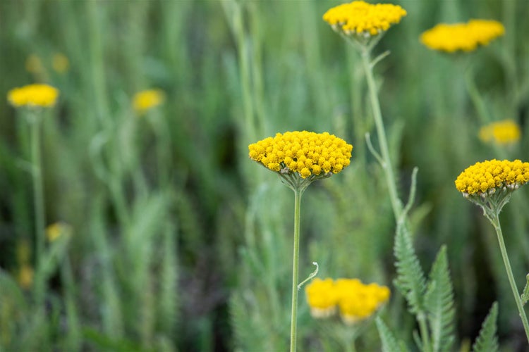 Nahaufnahme von Schafgarbe mit gelben Blüten