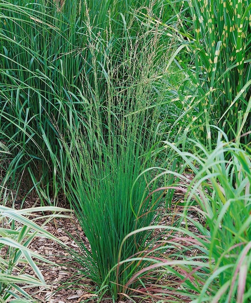 Molinia caerulea 'Heidebraut', Moorgras, ca. 9x9 cm Topf