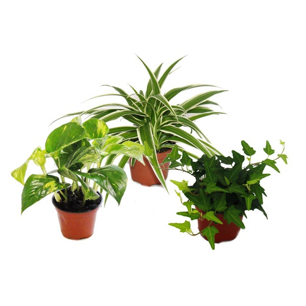 Rankpflanzen Set fürs Zimmer mit 3 Pflanzen - 9cm