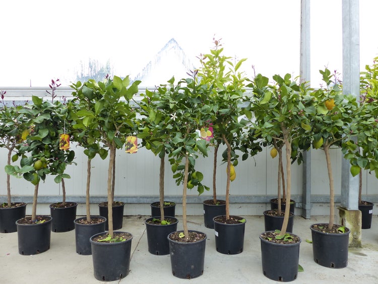 Mehrere Zitronenbäumchen in Töpfen