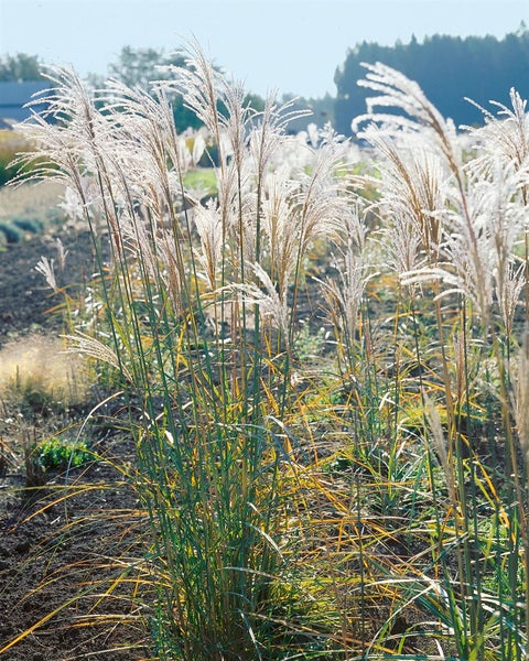 Chinaschilf im Gartenbeet