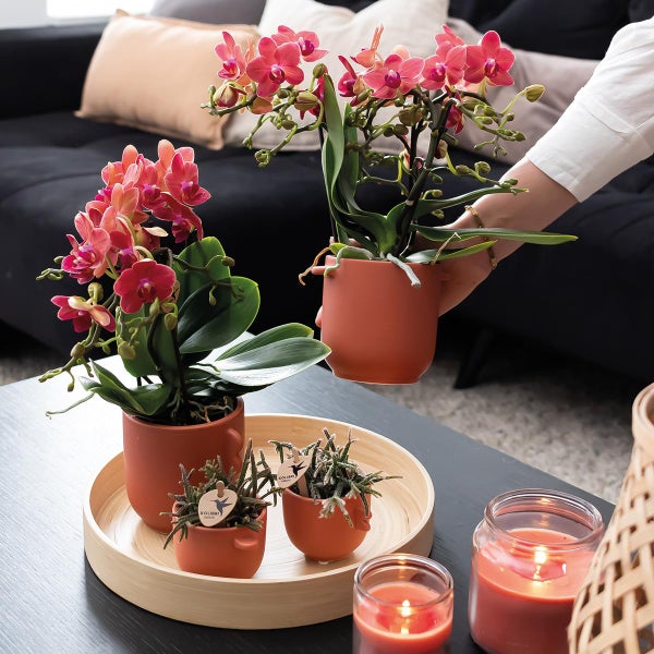 Kolibri Orchideen COMBI DEAL von 2 roten Phalaenopsis Orchideen Kongo Topfgröße 9cm frisch vom Züchter