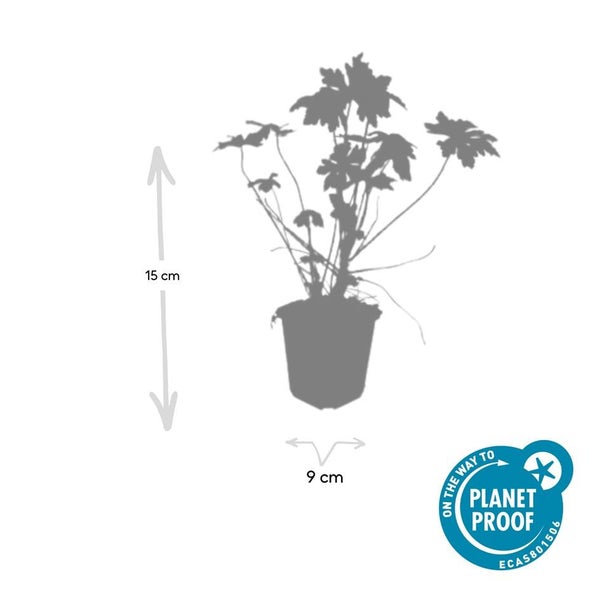 Pflanze im Topf mit den Maßen 15 cm Höhe und 9 cm Breite, Planet Proof Siegel