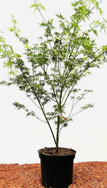 Acer palmatum 'Seiryu', Japanischer Ahorn, filigran, 60–80 cm