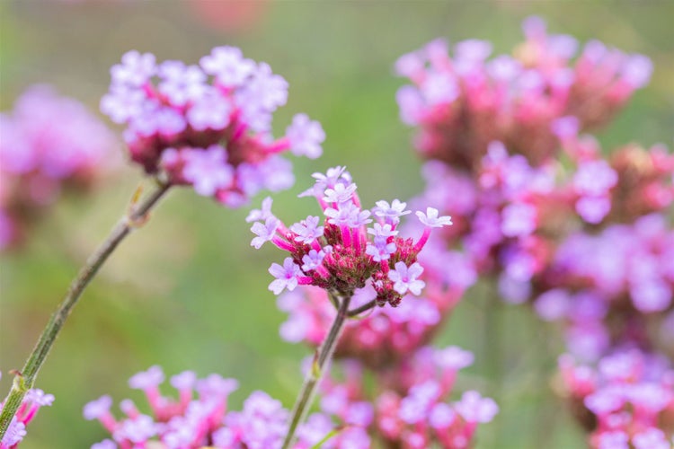Verbena bonariensis 'Lollipop', Eisenkraut, violett, ca. 9x9 cm Topf