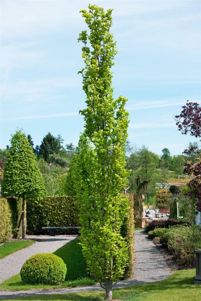 Fagus sylvatica 'Dawyck', Rotbuche, säulenförmig, 125–150 cm