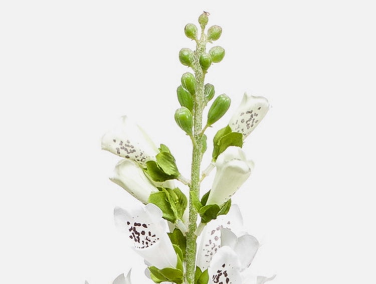 Künstlicher weißer Fingerhut mit Knospen und gepunkteten Blüten.